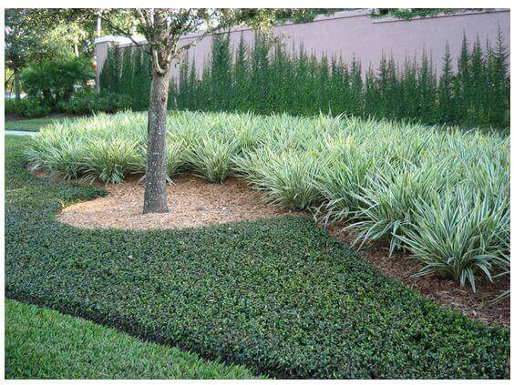 Trees, Shrubs, and Ground